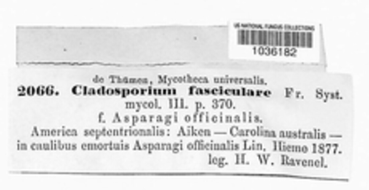 Cladosporium fasciculare image